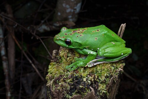 Chinese Flying Frog