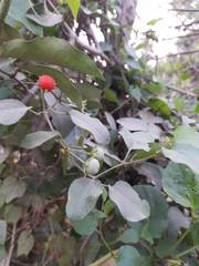 Lycianthes lenta