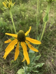 Rudbeckia maxima