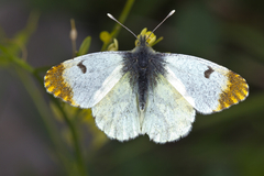 Anthocharis euphenoides
