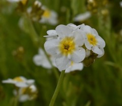 Plagiobothrys figuratus