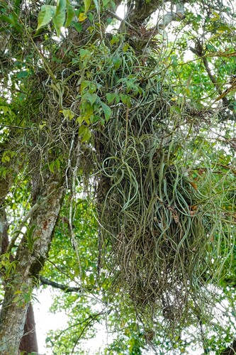 Tillandsia balbisiana, photograph 3
