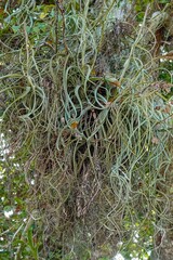 Tillandsia balbisiana, photograph (c) Lon Brehmer, some rights reserved (CC BY)