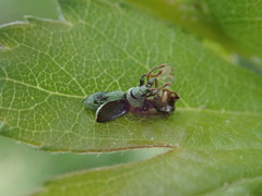 Phyllobius virideaeris