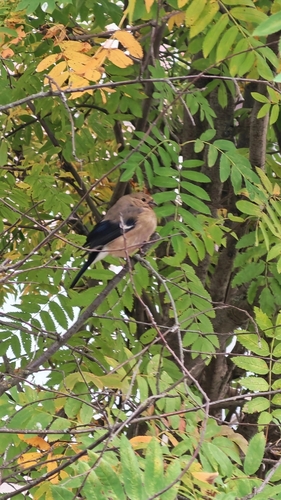 Eurasian Bullfinch