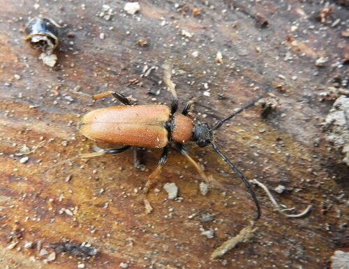 Red Pine Longhorn Beetle