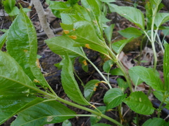 Melampsora rostrupii