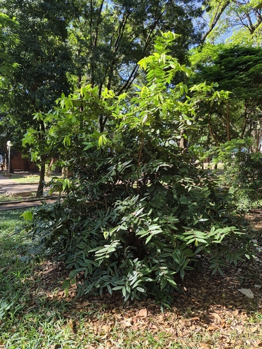 Myrciaria glazioviana