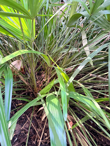 Rhapidophyllum hystrix, photograph 6
