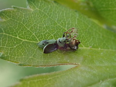 Phyllobius virideaeris