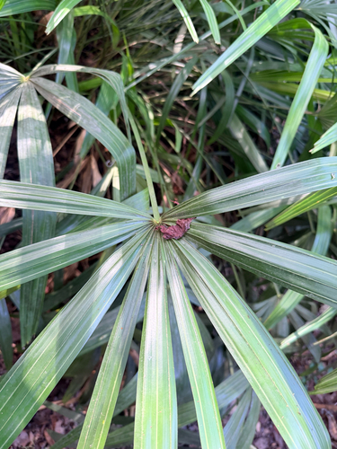 Rhapidophyllum hystrix, photograph 4