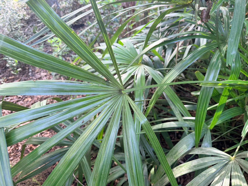 Rhapidophyllum hystrix; photograph (c) Melissa Meadows, some rights reserved (CC BY)