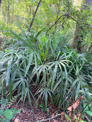 (c) Melissa Meadows, some rights reserved (CC BY) Rhapidophyllum hystrix, photograph (c) Melissa Meadows, some rights reserved (CC BY)