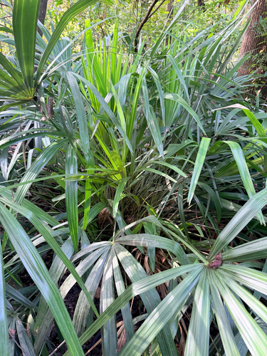 Rhapidophyllum hystrix, photograph 5