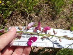 Tephrosia lindheimeri