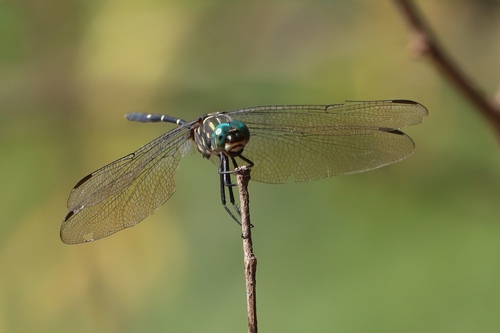 Bottletail