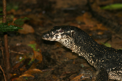 Varanus palawanensis