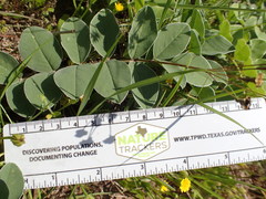 Tephrosia lindheimeri