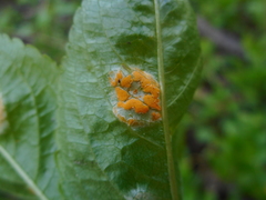 Melampsora rostrupii