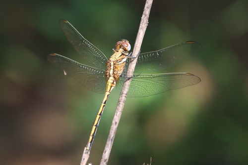 Epaulet Skimmer