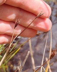Schoenus ferrugineus, photograph (c) Полина Полежанкина, some rights reserved (CC BY)