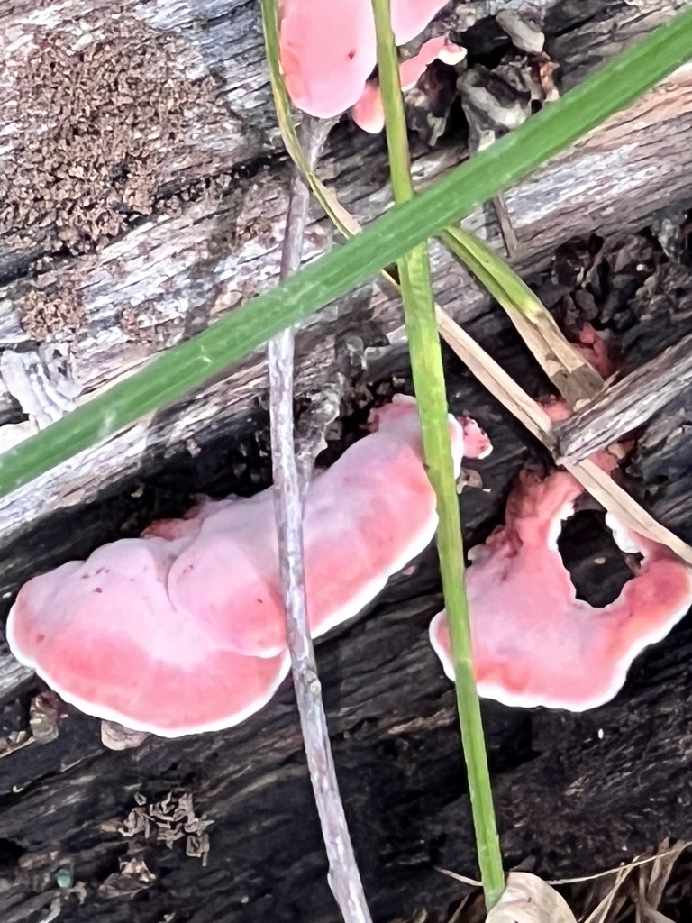 Coral-pink Merulius · September 2026 · photo: Photo: (c) Mark Richman, some rights reserved (CC BY) · iNaturalist