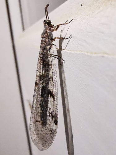 Four-spotted antlion
