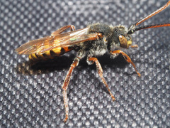 Nomada
