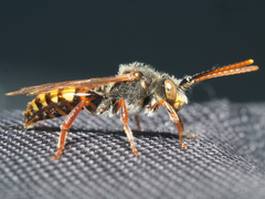 Nomada