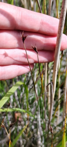 Schoenus ferrugineus, photograph 3