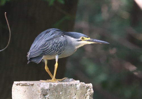 Little Heron
