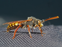 Nomada