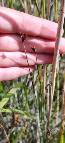 Schoenus ferrugineus, photograph 4