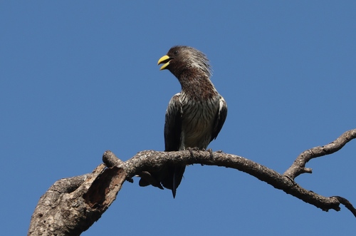 Western Plantain-eater