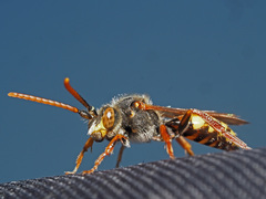 Nomada