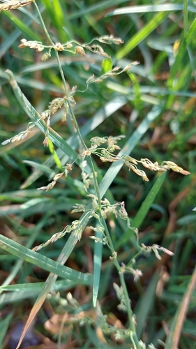 Catabrosa aquatica observed 2026-09-02