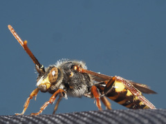 Nomada