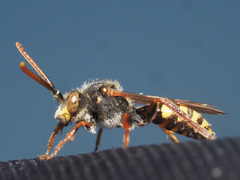 Nomada