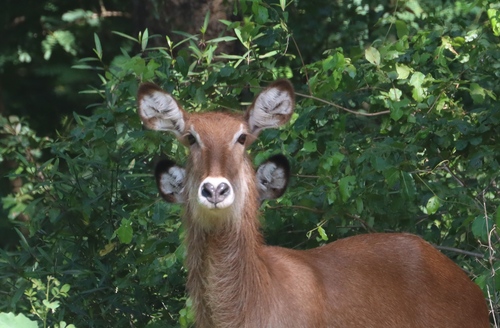 Waterbuck