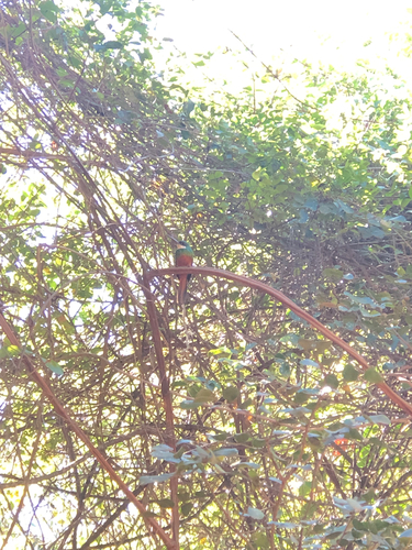 Rufous-tailed Jacamar