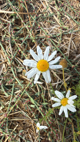 Anthemis cotula observed 2026-09-02