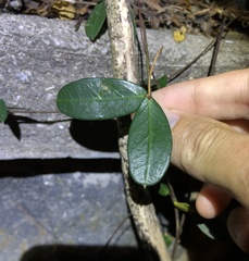 Toxocarpus wightianus