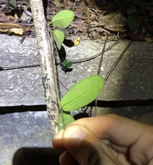 Toxocarpus wightianus