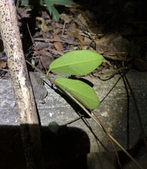 Toxocarpus wightianus