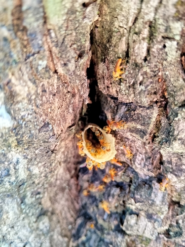 Fiebrig's Stingless Bee