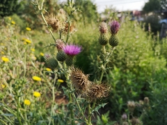 Cirsium rhaphilepis