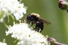 Andrena