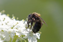 Andrena
