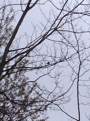 Dumetella carolinensis