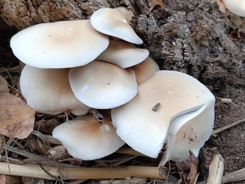 Poplar Fieldcap